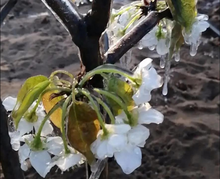 倒春寒后尽快施救，“唤醒”受冻作物生长